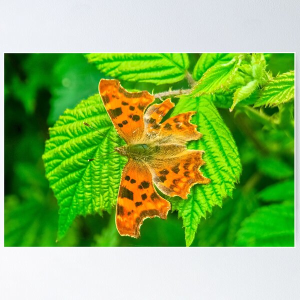 Item preview, Comma Butterfly  designed and sold by Vincent J. Newman.