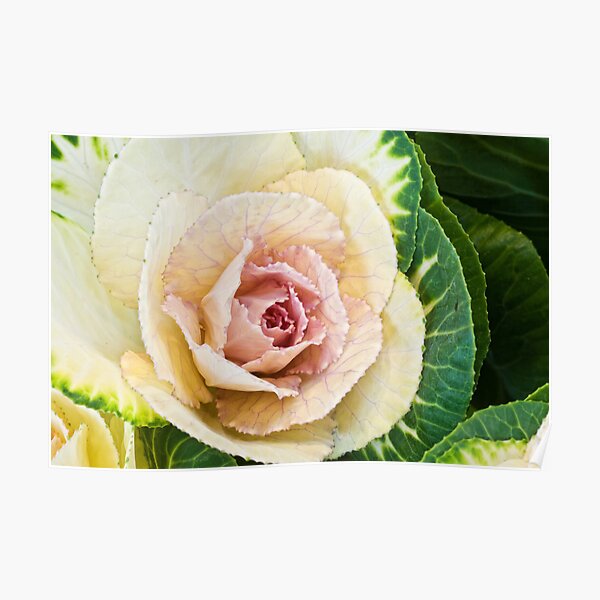 Flowering Kale Poster