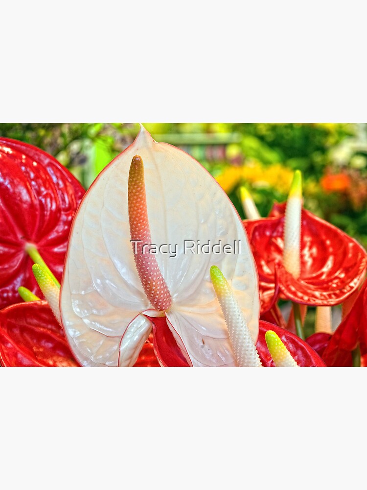Anthurium by taos