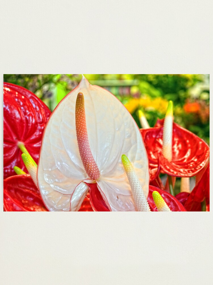 Alternate view of Anthurium Photographic Print