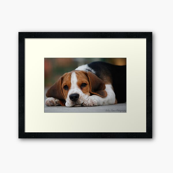 Bashful Beagle Framed Art Print