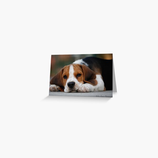 Bashful Beagle Greeting Card