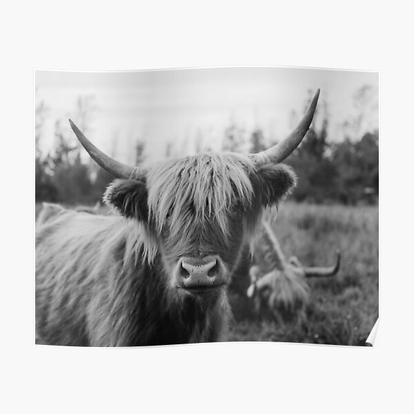 Highland Cow Black and White No 2 Poster