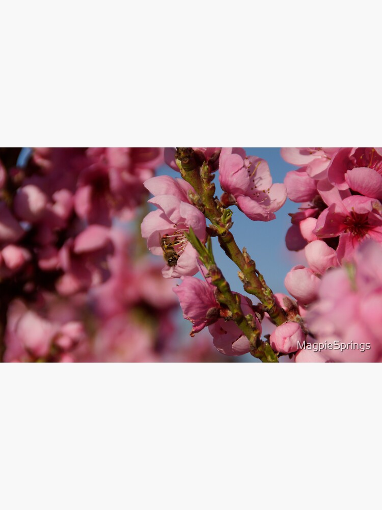 Thumbnail 3 of 3, Sticker, Busy as a Bee - Spring at Magpie Springs by Avril Thomas designed and sold by MagpieSprings.
