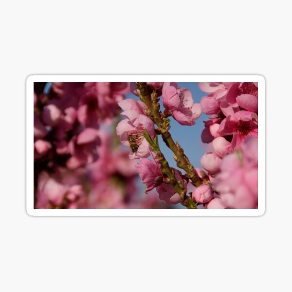 Item preview, Busy as a Bee - Spring at Magpie Springs by Avril Thomas designed and sold by MagpieSprings.