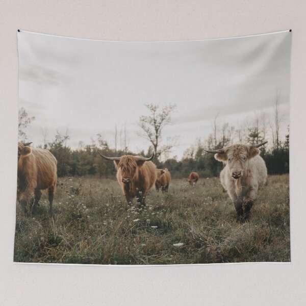 Item preview, Highland cows in the meadow at sunset designed and sold by chelseavictoria.