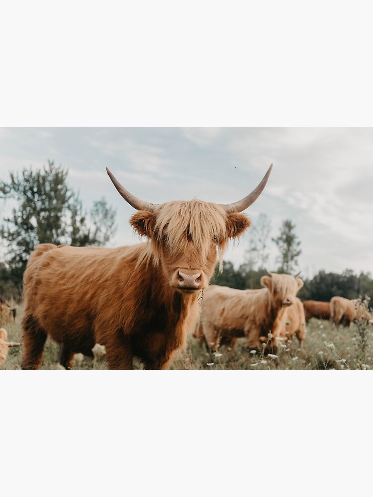 Curious Highland Cow by chelseavictoria