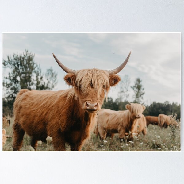 Portrait Of A Highland Cow By Dorit Fuhg Unframed Wall Canvas