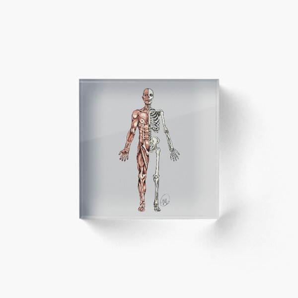 Half Muscle - Half Skeleton Acrylic Block