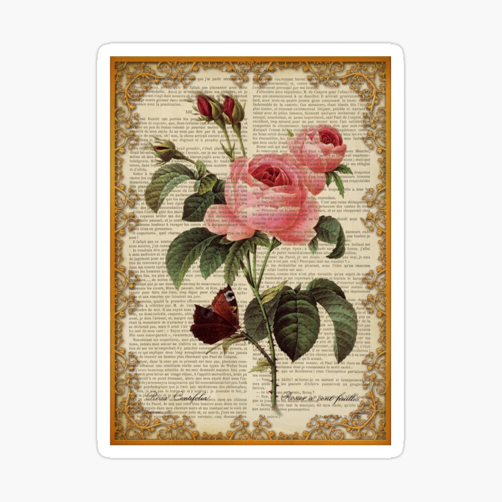 Botanical print, on old book page - Roses