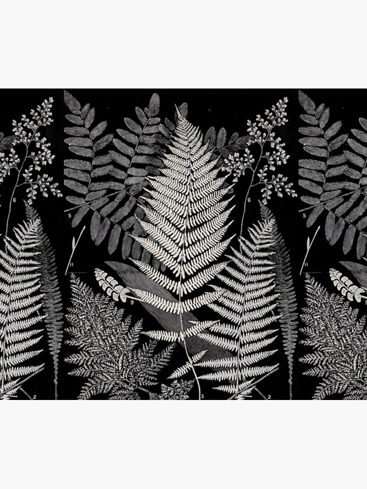 Botanical Ferns by bluespecsstudio