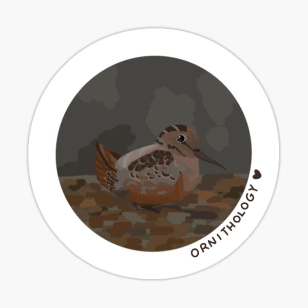 American Woodcock Ornithology Sticker Sticker