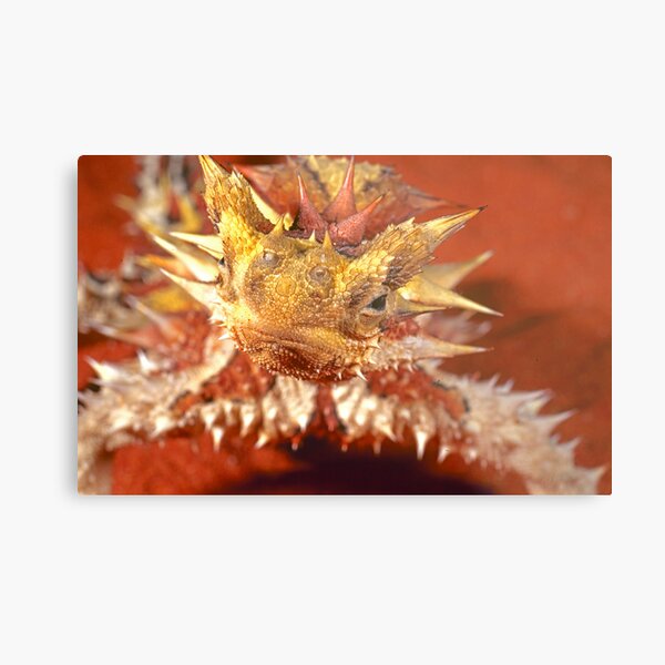 Thorny Devil, Simpson Desert Metal Print