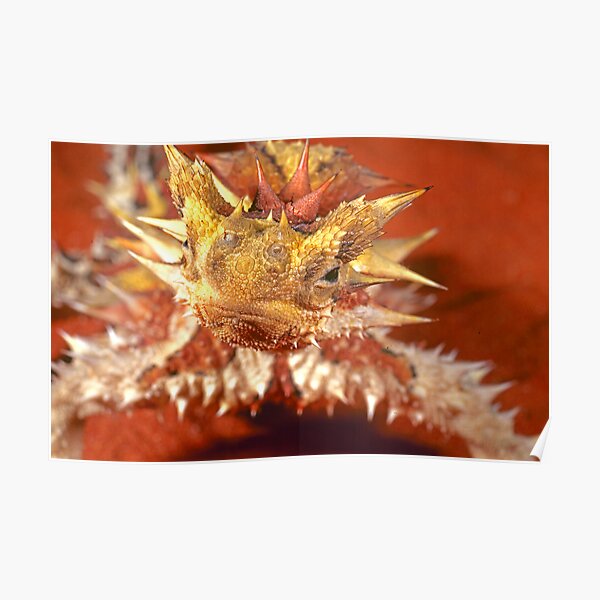 Thorny Devil, Simpson Desert Poster