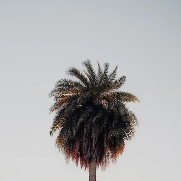 Artwork thumbnail, Palm Tree by QuestionTHAT