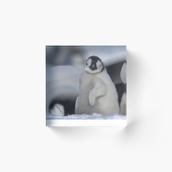 Item preview, Half Asleep Emperor Penguin Chick - Snow Hill Island  designed and sold by Steve Bulford.