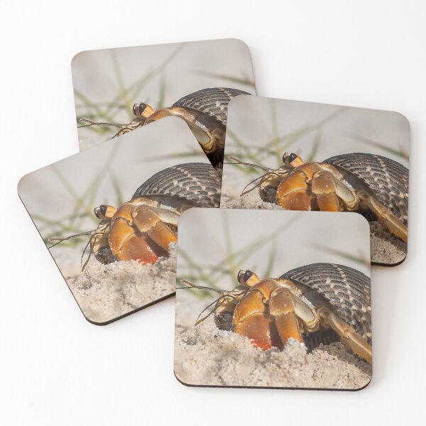 Item preview, Hermit Crab designed and sold by Steve Bulford.