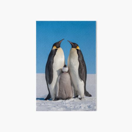 Emperor Penguins and Chick - Snow Hill Island Art Board Print
