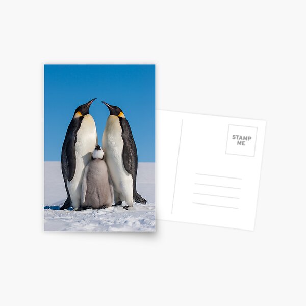 Vista previa del artículo con la obra «Pingüinos Emperador y Polluelo - Isla Snow Hill», diseñado y vendido por Steve Bulford.