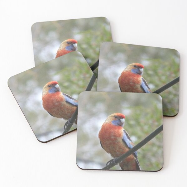 Item preview, Australian Native Juvenile Rosella. Sitting on power line. designed and sold by RitaBlom.