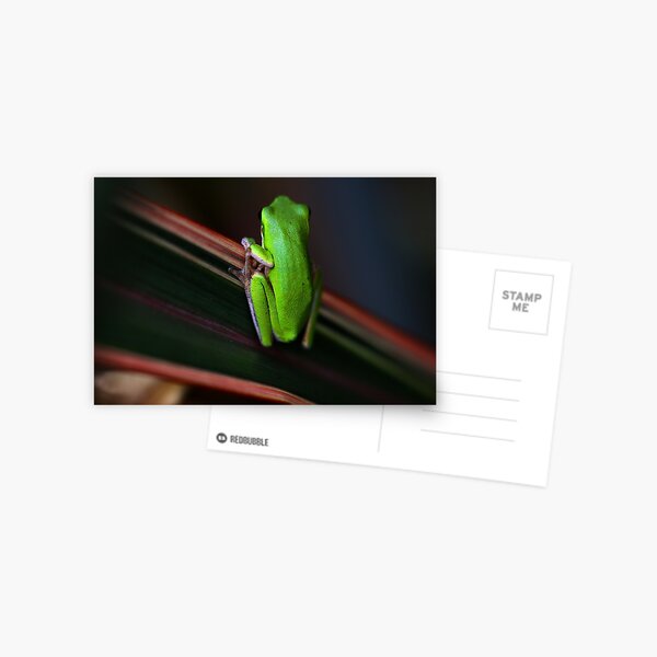 Litoria fallax Postcard
