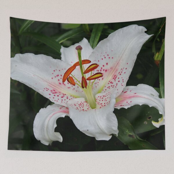 Item preview, Asiatic Lily designed and sold by AnnDixon.