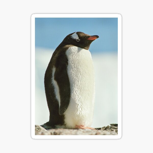 Item preview, Gentoo Penguin designed and sold by Steve Bulford.