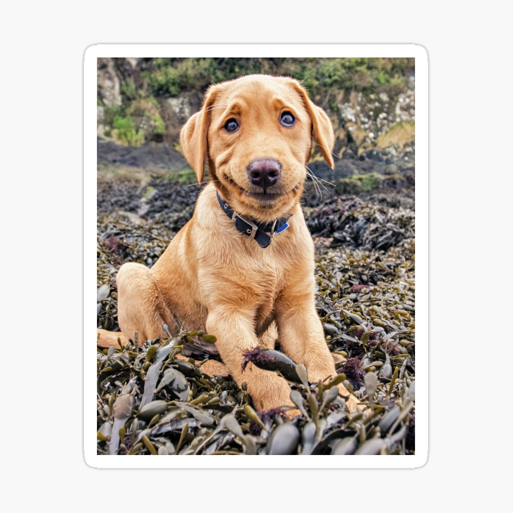 cute labrador puppy images