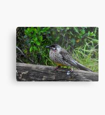 Red Wattle Bird (Anthochaera carunculata) Metal Print