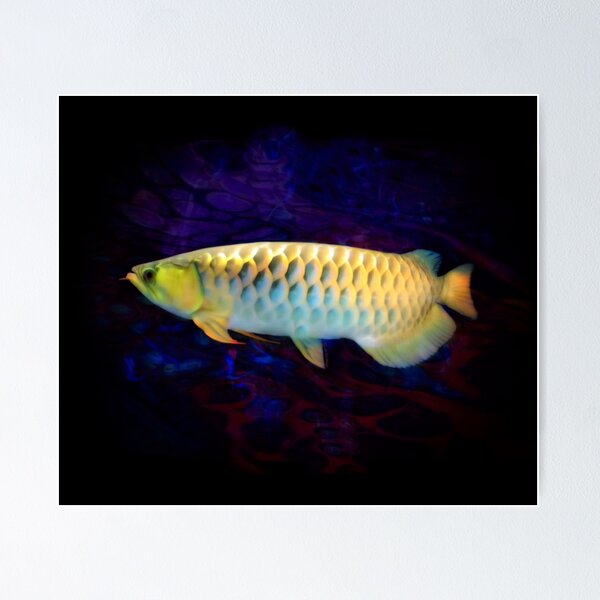 Golden Dragon Arowana Leinwandbild 50x70cm - Wandkunst Asiatisches Motiv