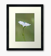 Delicate Framed Print