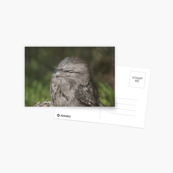 Item preview, Frogmouth resting in the sun, Phillip Island, Vic. designed and sold by Reneefroggy.