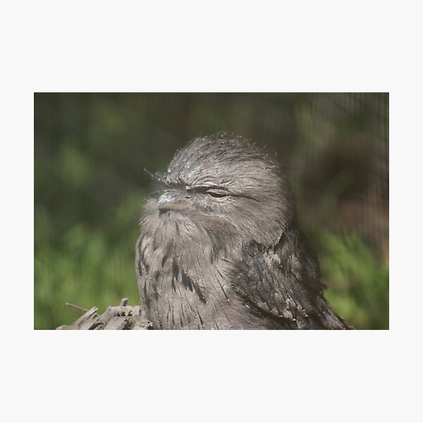 Item preview, Frogmouth resting in the sun, Phillip Island, Vic. designed and sold by Reneefroggy.