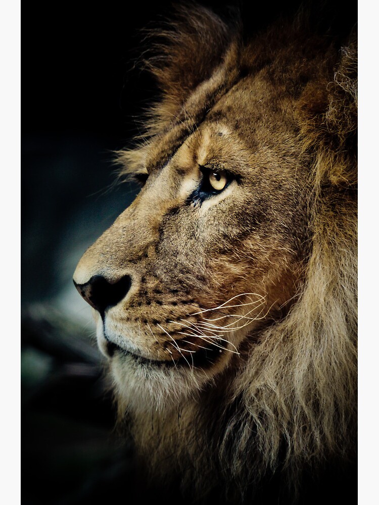 Lion by Durberville