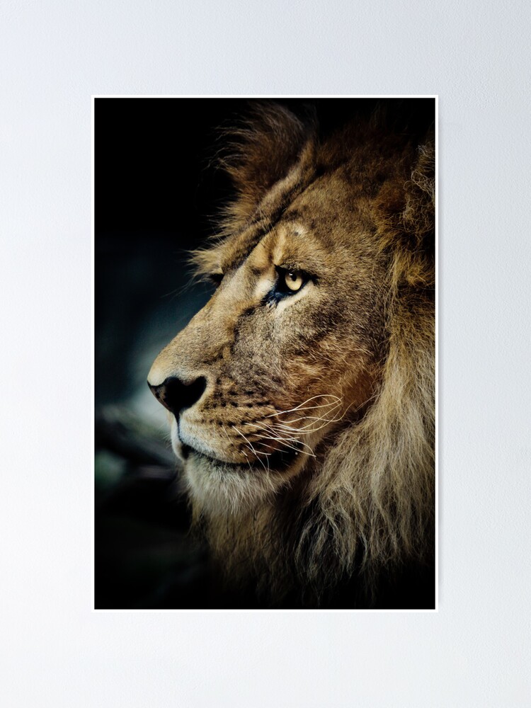 Alternate view of Lion Poster