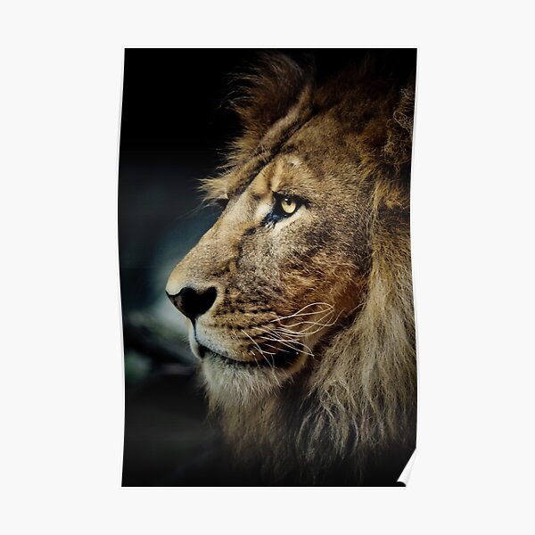 Lion Poster