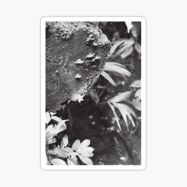 Forêt amazonienne Sticker