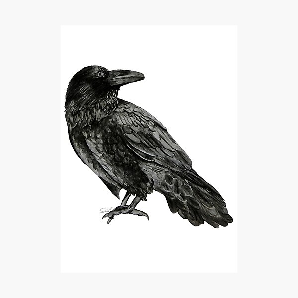 Raven Photographic Print