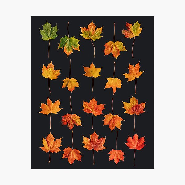 Item preview, Autumn Leaves designed and sold by Craig Doogan Prints.