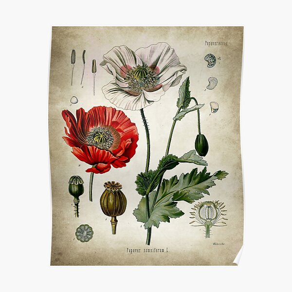Opium Poppy Posters Poster