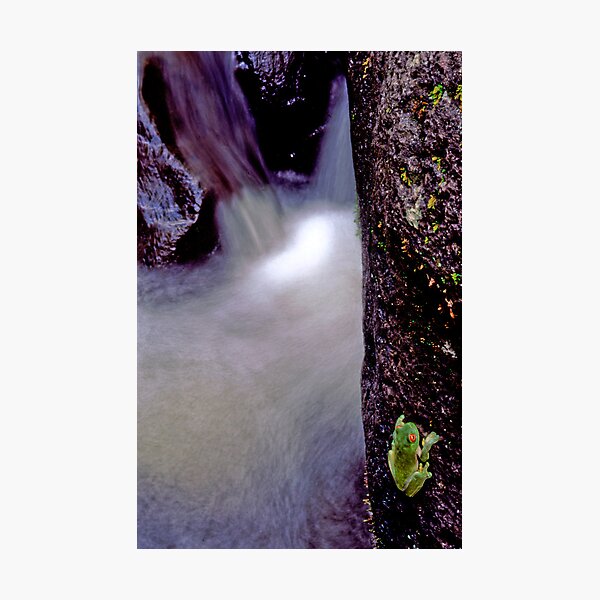 Orange-eyed Treefrog, Lamington National Park Photographic Print
