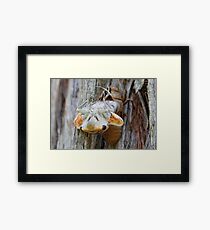 Cicada hatching Framed Print