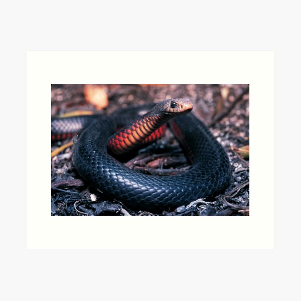 Red-bellied Black Snake, Lota Art Print