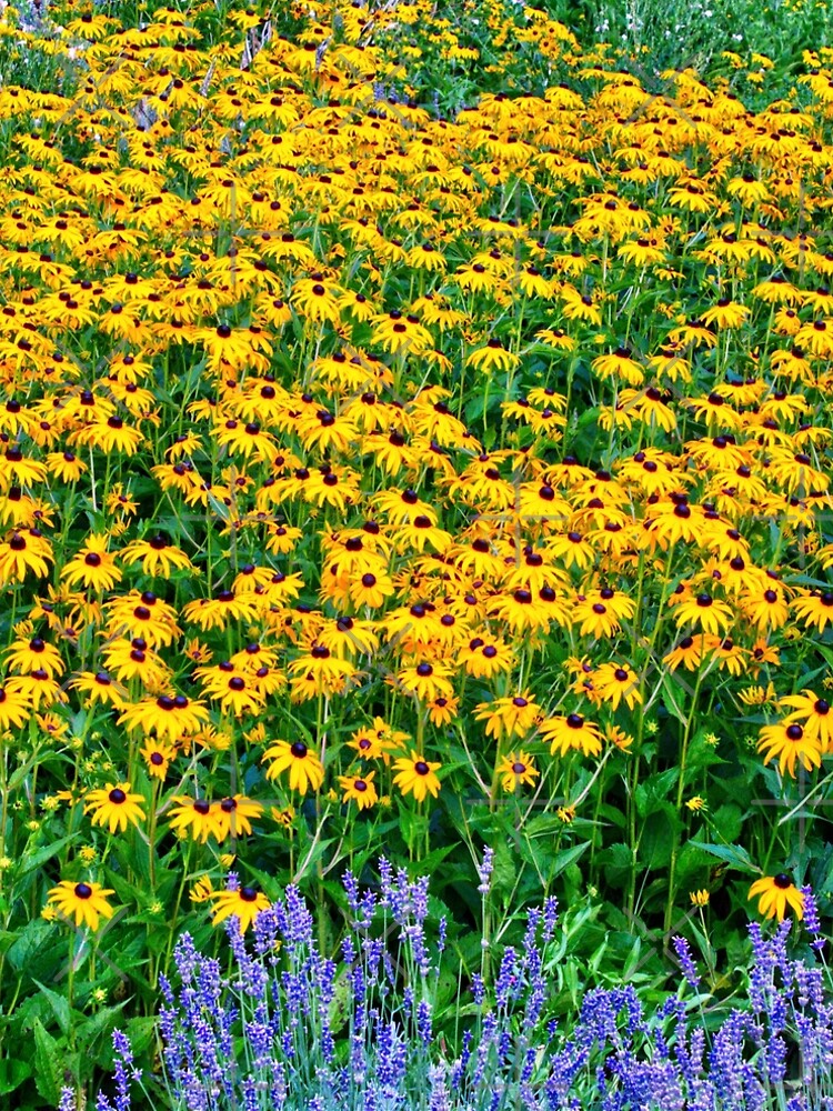 Black-eyed Susans And Lavender A-Line Dress