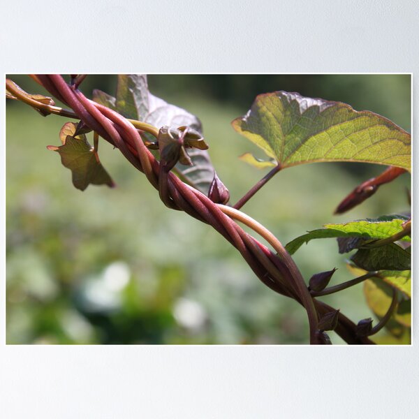 Item preview, Entwined designed and sold by exploringfox.