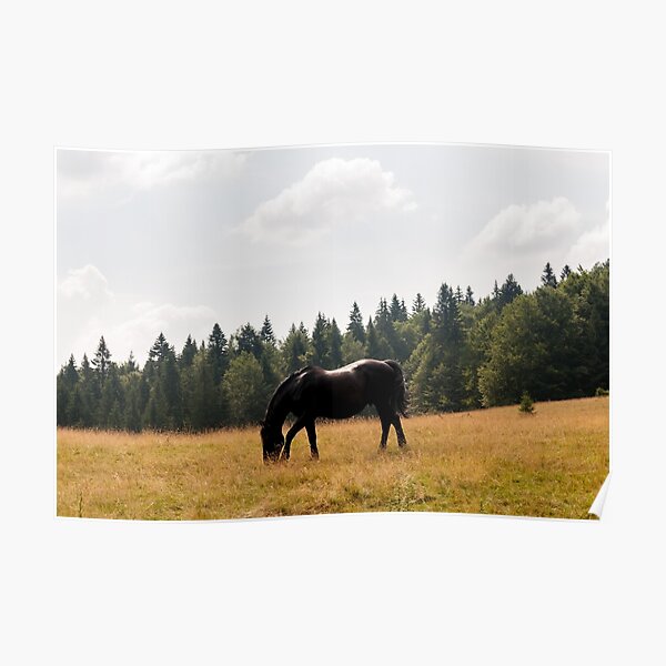 Black Horsie Poster
