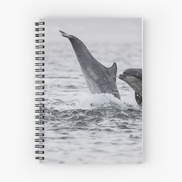 Item preview, Playful wild bottlenose dolphins designed and sold by chanonry.