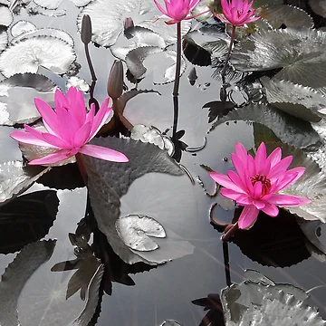 Artwork thumbnail, Pink Lotus Pool by Ravi Ghattamaneni