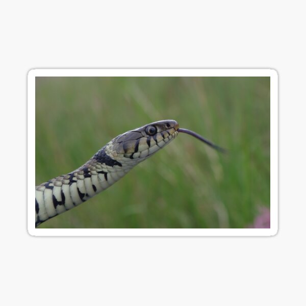 Grass Snake Sticker