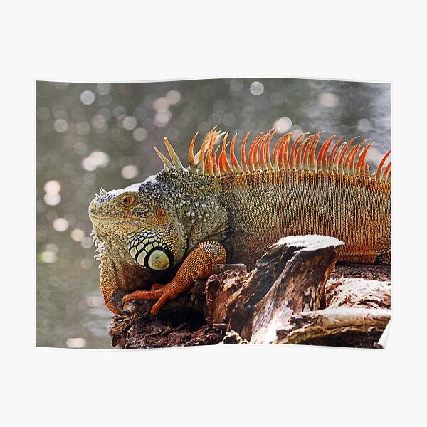 RED IGUANA Poster